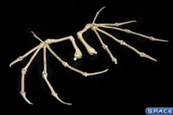 Bone Wings