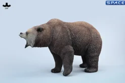 Brown Bear