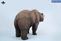 Brown Bear