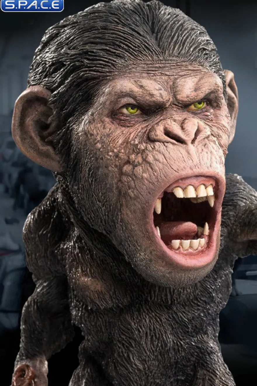 Caesar Deformed Real Series