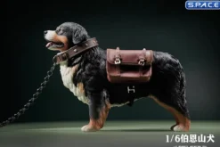 1/6 Scale Bernese Mountain Dog