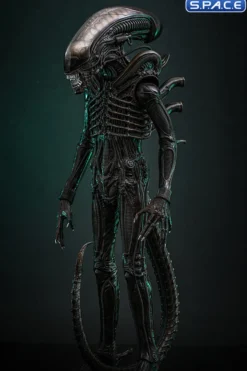 1/6 Scale Big Chap Alien Movie Masterpiece MMS826