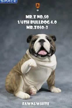 1/6 Scale Bulldog »giving a paw«