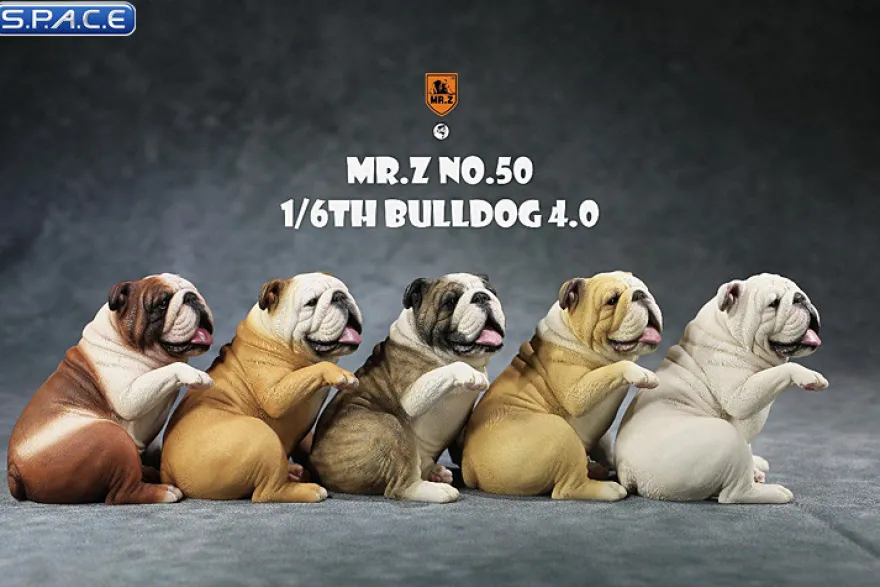 1/6 Scale Bulldog »giving a paw«