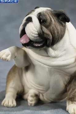 1/6 Scale Bulldog »giving a paw«