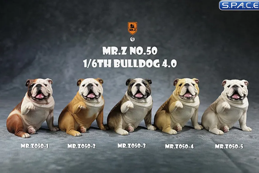 1/6 Scale Bulldog »giving a paw«