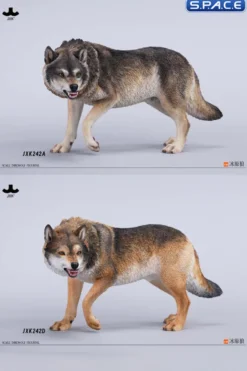 1/6 Scale Dire Wolf Version B