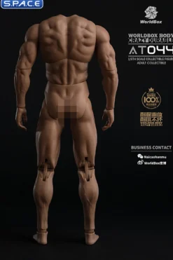 1/6 Scale Durable Male Body AT044