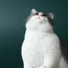 1/6 Scale Fat Cat (grey/white)