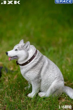 1/6 Scale fat Husky