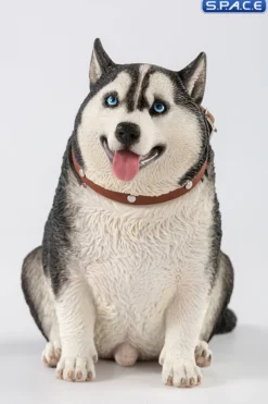 1/6 Scale fat Husky