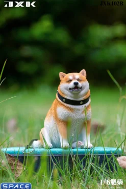 1/6 Scale fat Shiba Inu