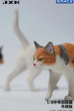 1/6 Scale Felis Catus