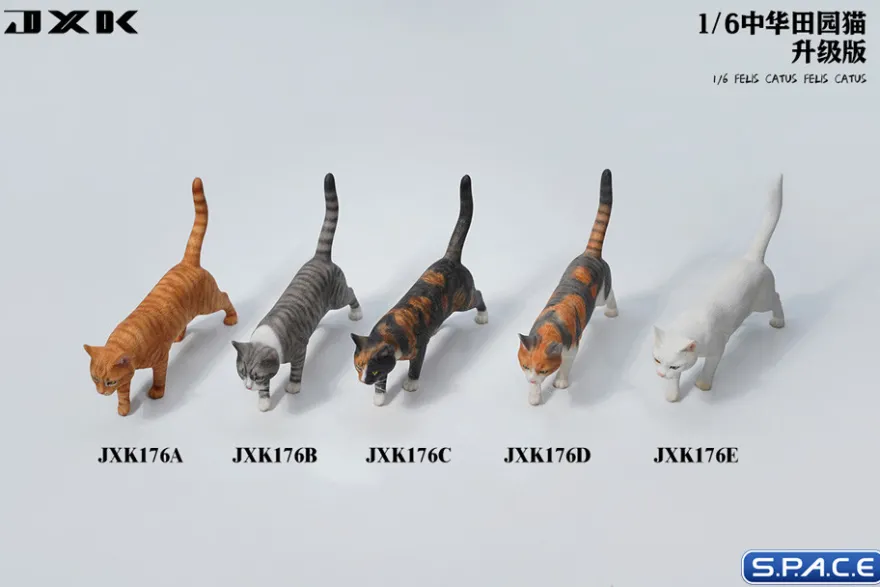 1/6 Scale Felis Catus
