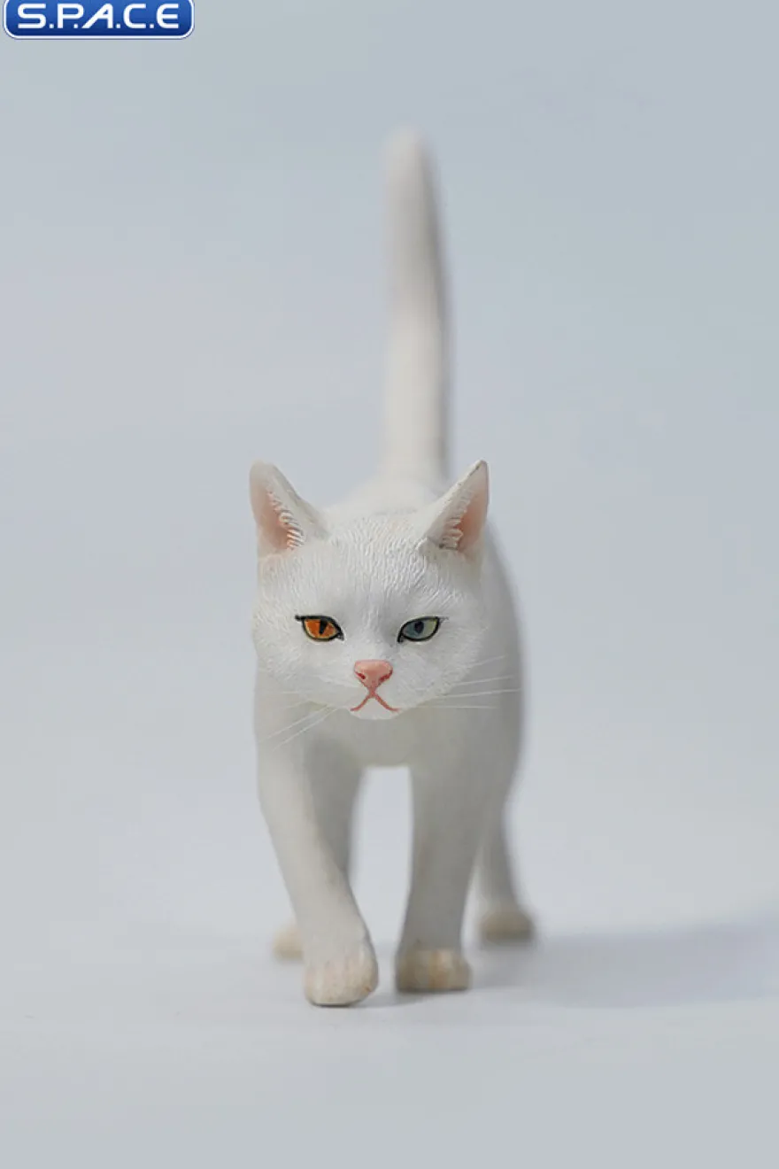 1/6 Scale Felis Catus