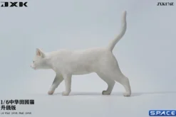 1/6 Scale Felis Catus