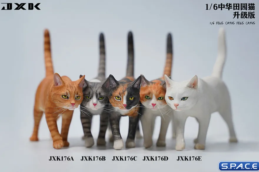 1/6 Scale Felis Catus