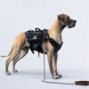 1/6 Scale Great Dane Version A