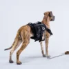 1/6 Scale Great Dane Version C