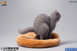 1/6 Scale half squatting Exotic Shorthair Cat