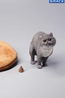 1/6 Scale half squatting Exotic Shorthair Cat