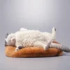 1/6 Scale lethargic Cat