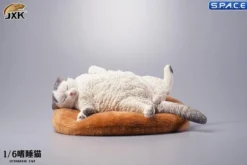 1/6 Scale lethargic Cat
