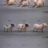 1/6 Scale Little Pig B3