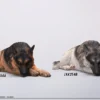 1/6 Scale lying German Shepherd