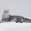 1/6 Scale Maine Coon