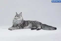1/6 Scale Maine Coon