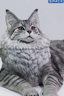 1/6 Scale Maine Coon