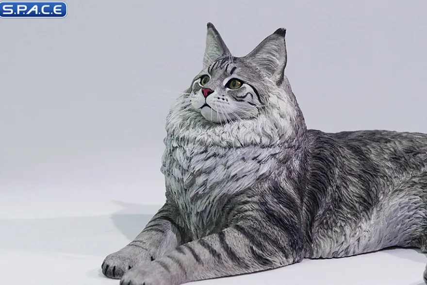1/6 Scale Maine Coon
