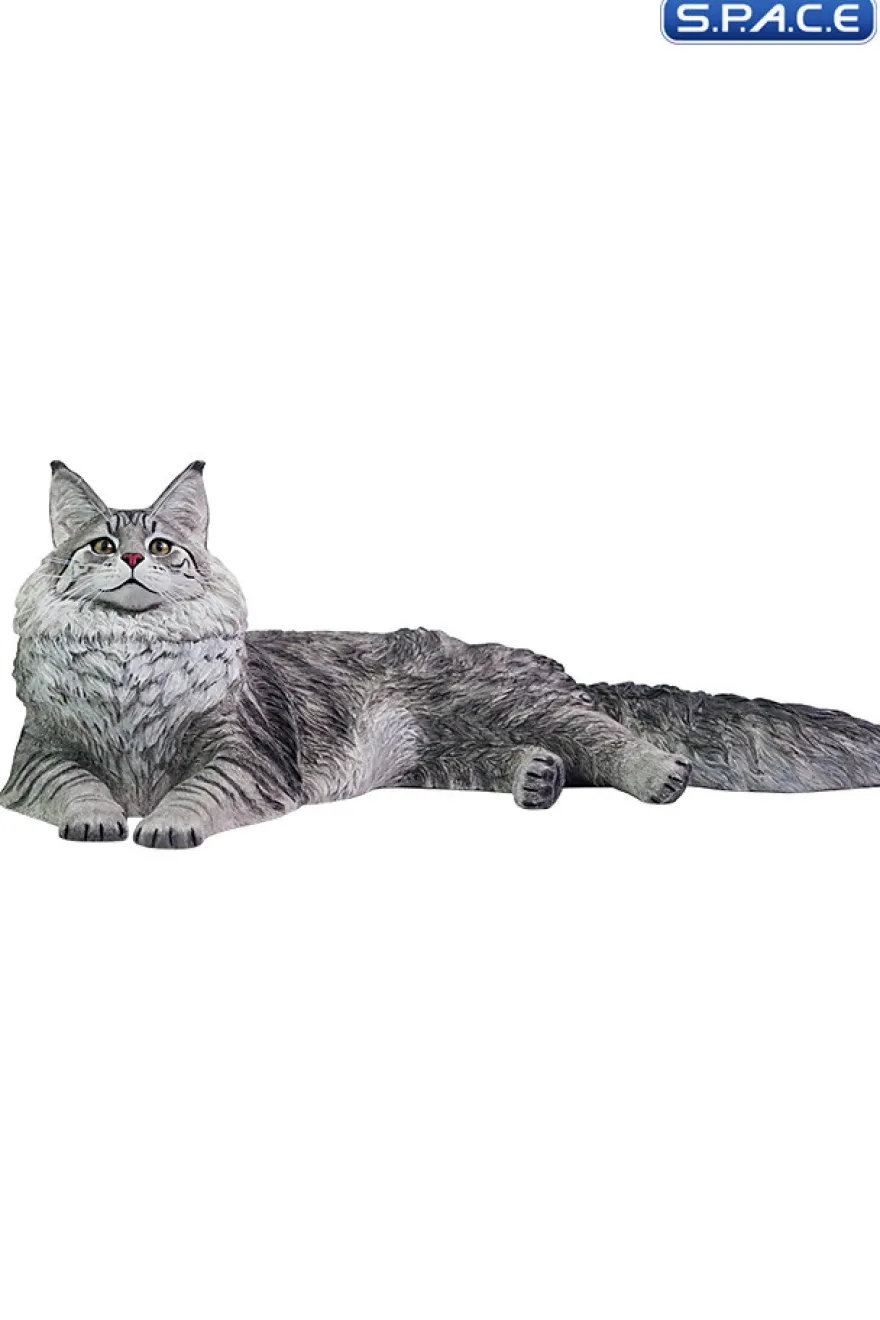 1/6 Scale Maine Coon
