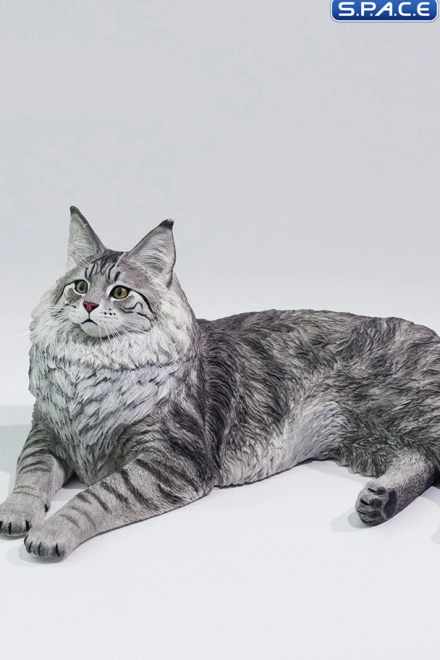 1/6 Scale Maine Coon