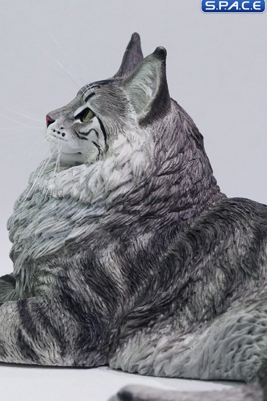 1/6 Scale Maine Coon