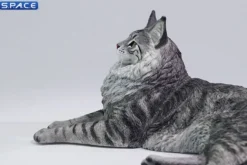 1/6 Scale Maine Coon