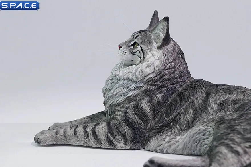 1/6 Scale Maine Coon