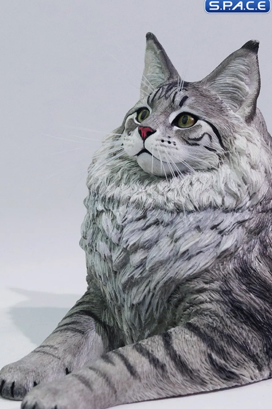 1/6 Scale Maine Coon