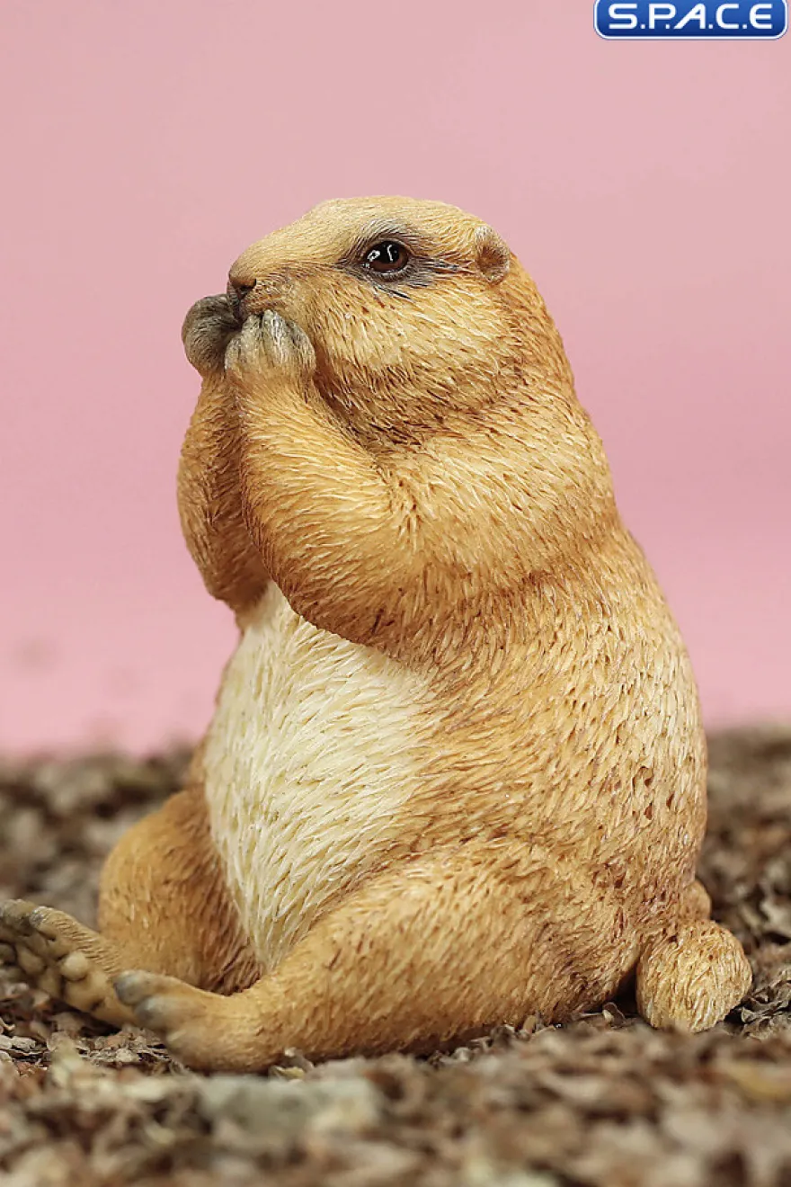 1/6 Scale Marmota Version C