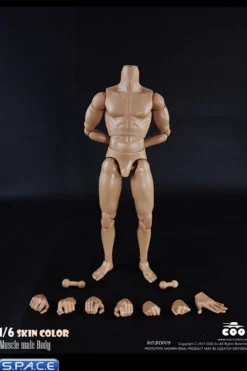 1/6 Scale Muscle male Body