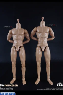 1/6 Scale Muscle male high Body