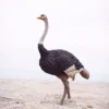 1/6 Scale Ostrich
