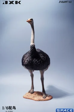 1/6 Scale Ostrich