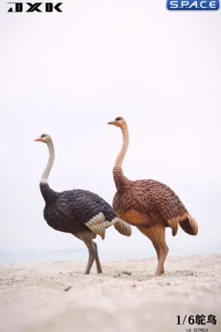 1/6 Scale Ostrich