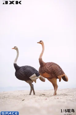 1/6 Scale Ostrich