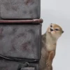 1/6 Scale Otter