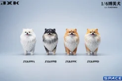 1/6 Scale Pomeranian