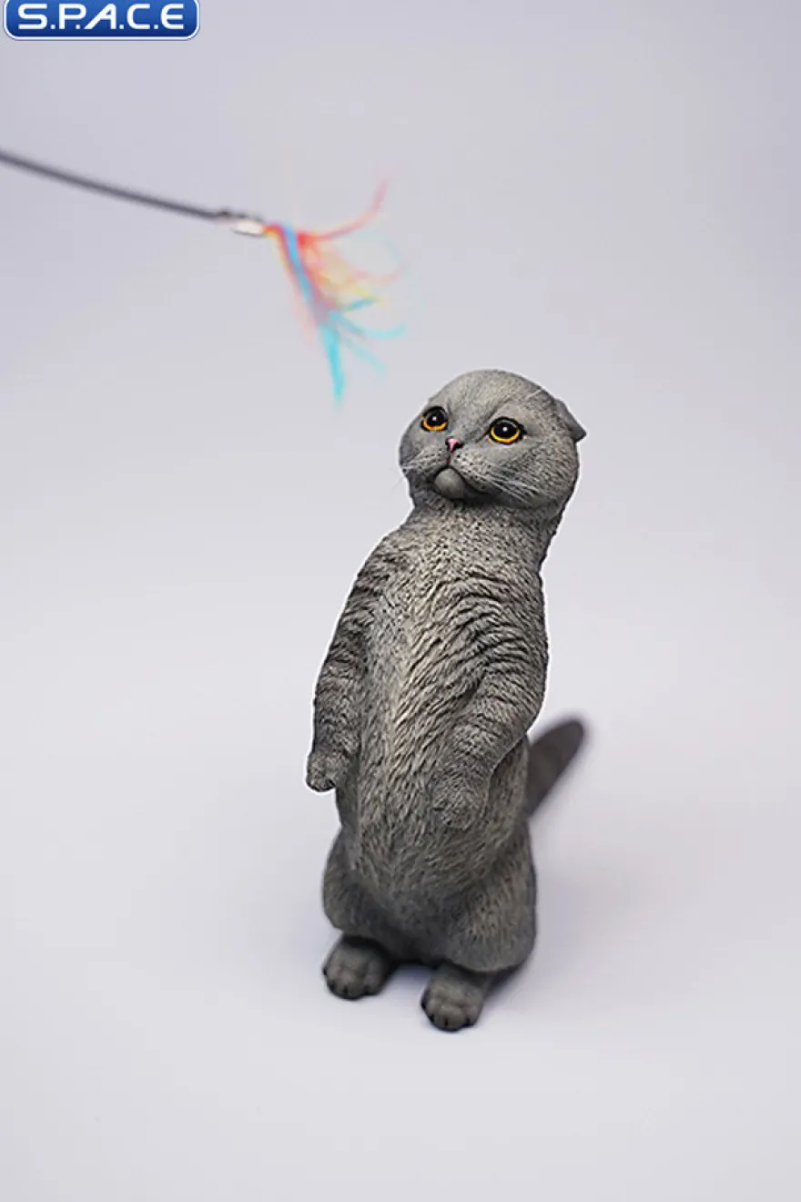 1/6 Scale Scottish Fold