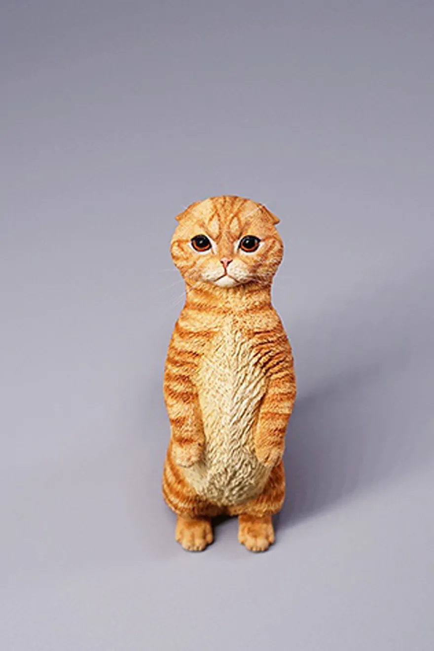 1/6 Scale Scottish Fold